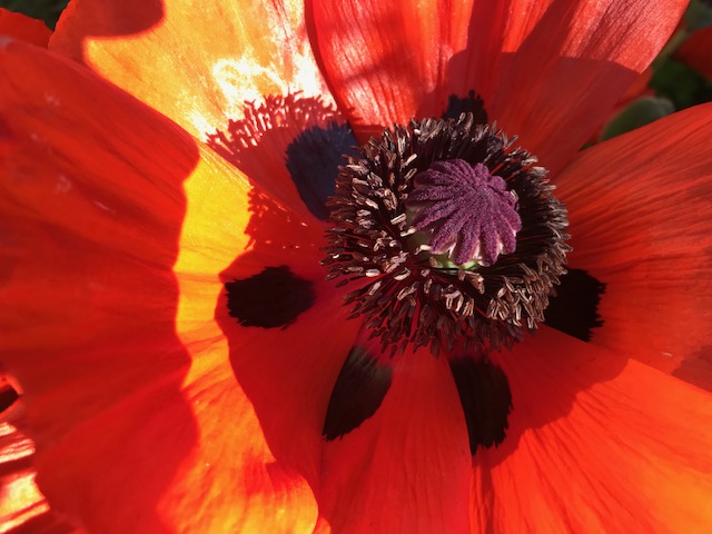 Blumen 12