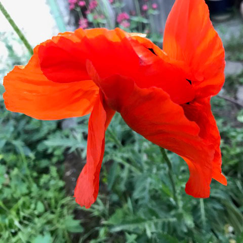 Blumen 3