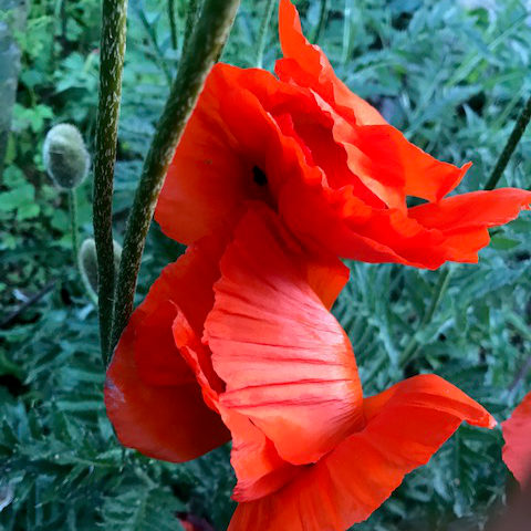 Blumen 4