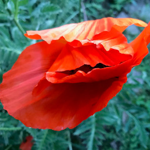 Blumen 5